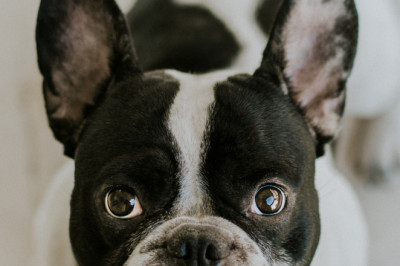 Klinik Hewan Robb Veterinary Clinic: Solusi untuk Kesehatan dan Kebahagiaan Hewan Peliharaan Anda