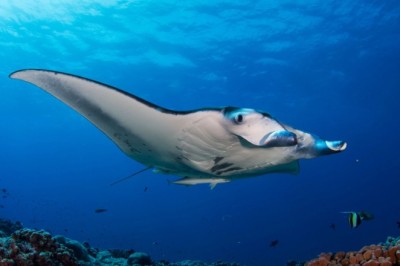 Don’t Dive in Nusa Penida Before Knowing These Safety Tips